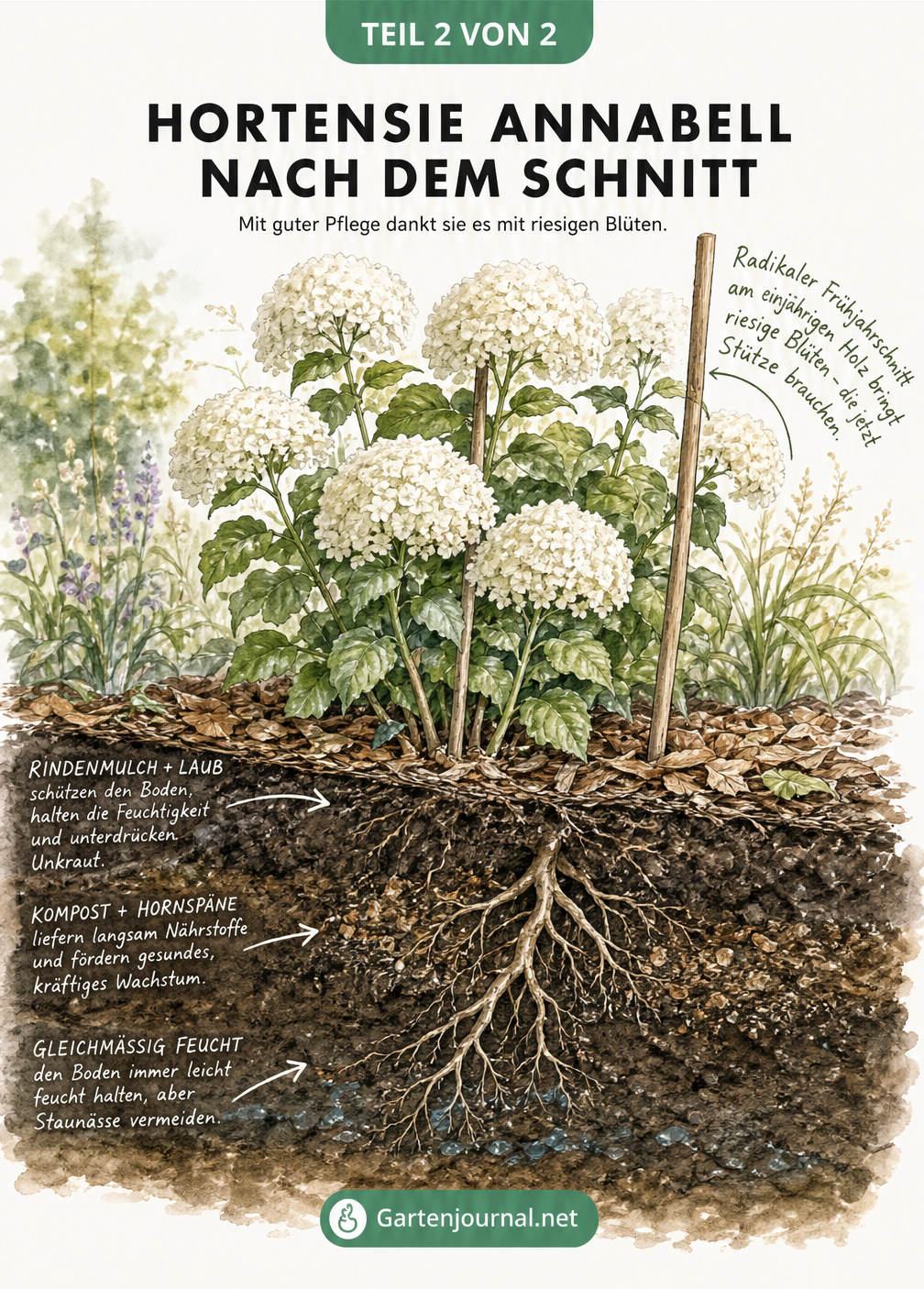 Illustration einer blühenden Hortensie Annabell im Sommer mit Querschnitt des Bodens, der Mulch und Dünger zeigt