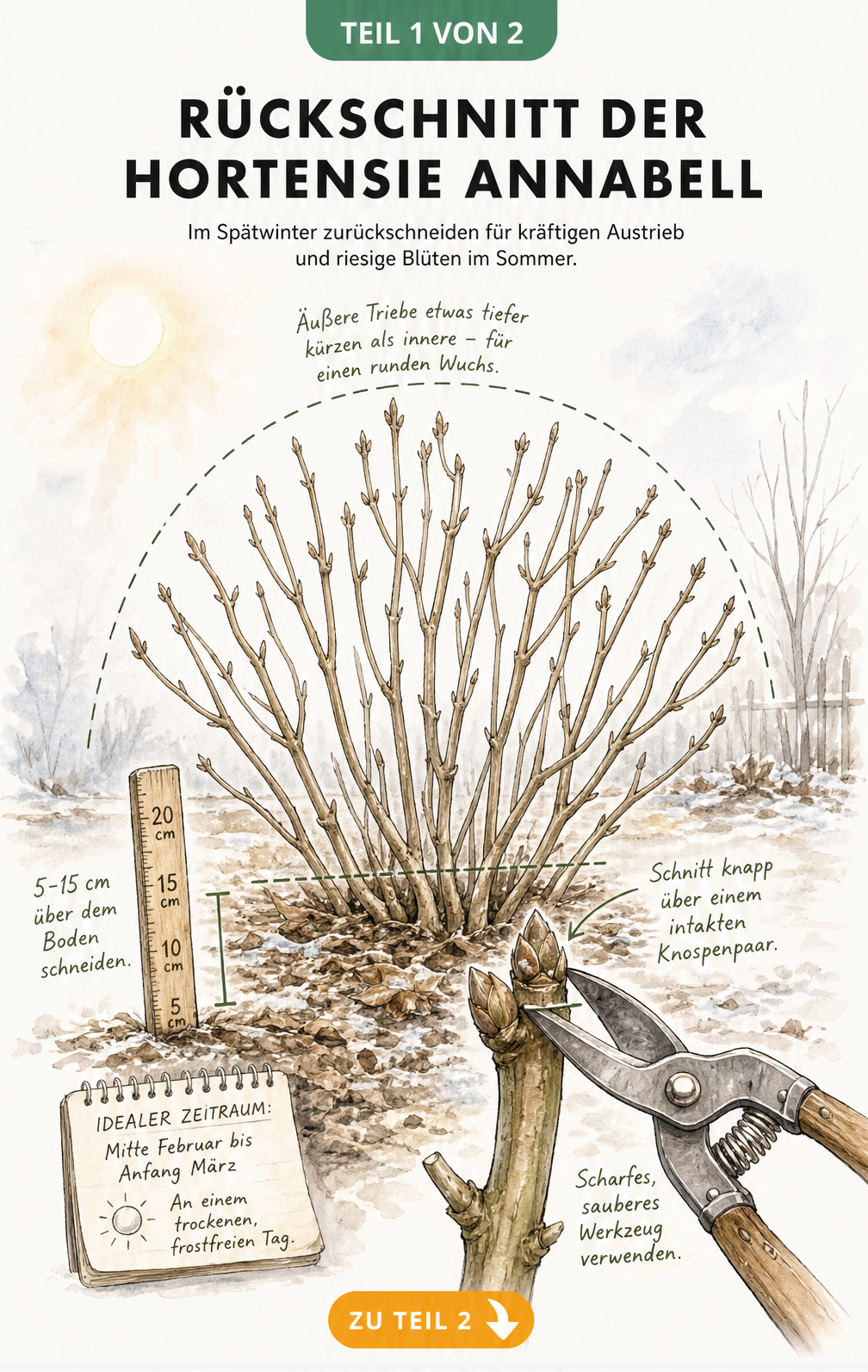Illustration des Rückschnitts einer Hortensie Annabell im späten Winter mit Gartenschere und Maßband