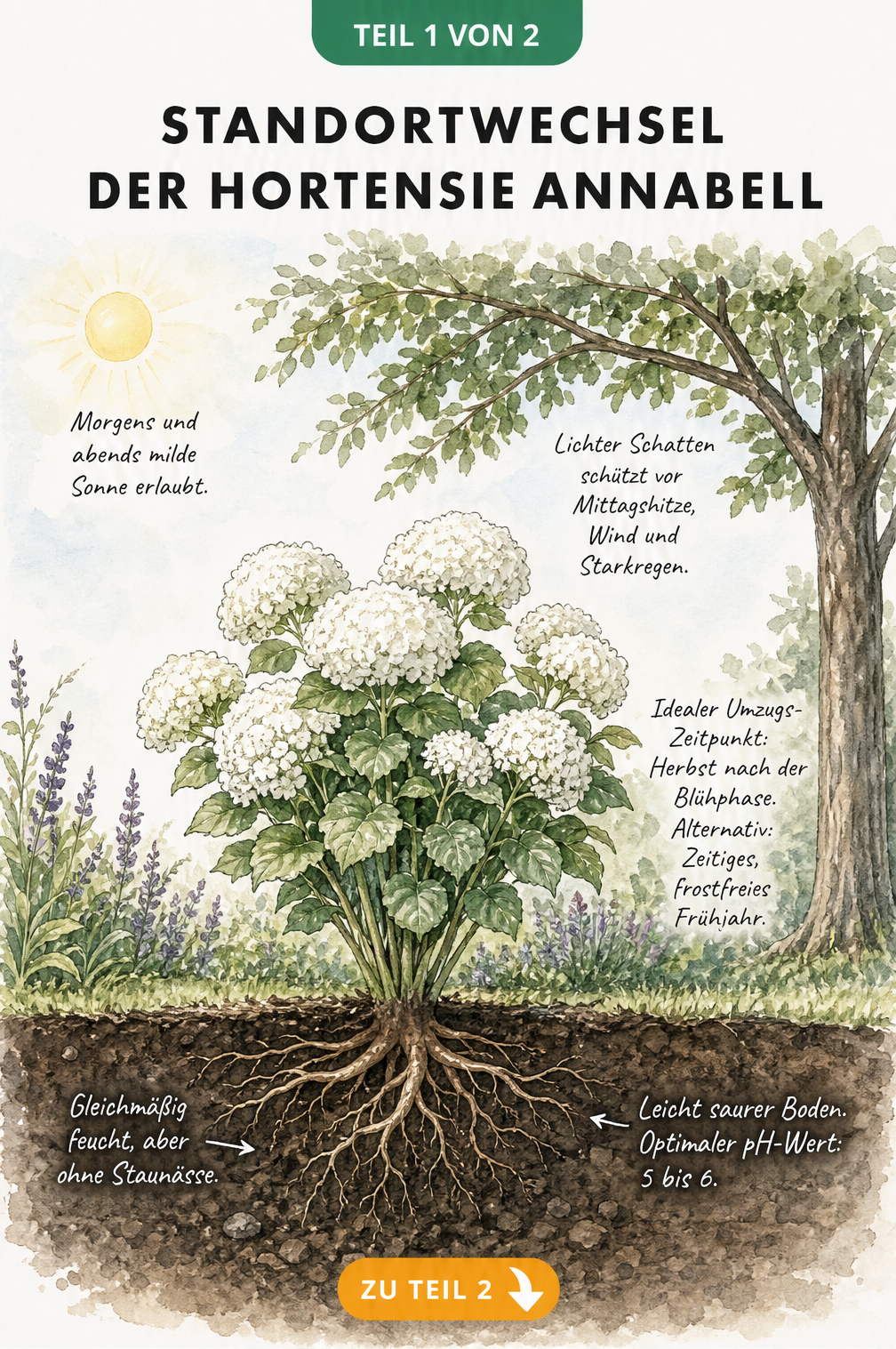 Botanische Querschnitt-Illustration eines Gartens, die den idealen Standort für die Hortensie Annabell zeigt, inklusive Lichtverhältnissen und...