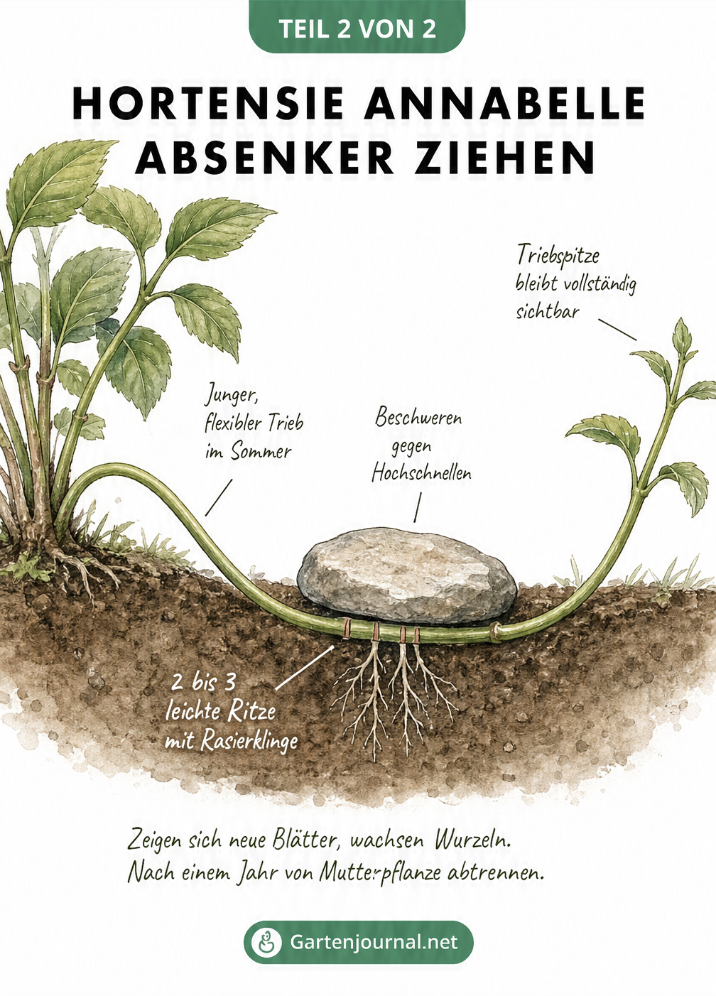 Querschnittsdarstellung des Gartenbodens, die zeigt, wie ein junger Hortensientrieb als Absenker in die Erde gelegt, angeritzt und mit einem Stein beschwert...