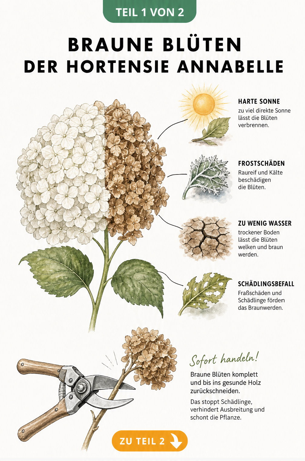 Illustration einer Hortensie Annabelle mit braunen Blüten, die Ursachen wie Sonne, Frost, Trockenheit und Schädlinge sowie den Rückschnitt zeigt