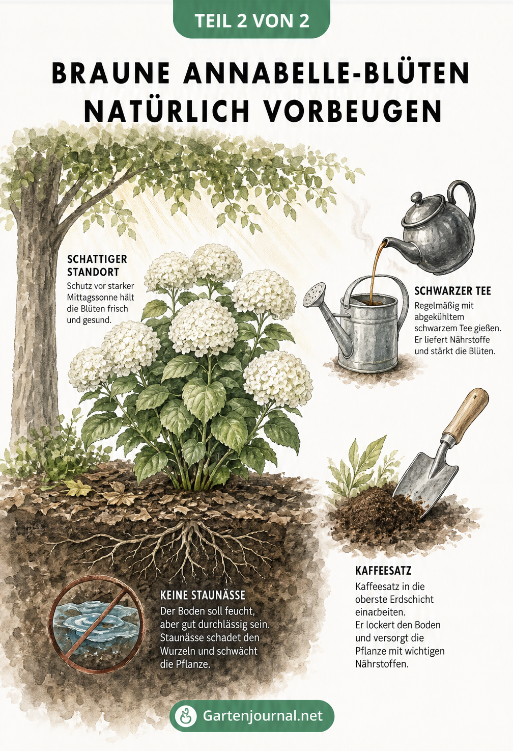 Querschnitt eines Hortensien-Strauchs im Beet, der Schatten, lockere Erde ohne Staunässe sowie Düngung mit Tee und Kaffeesatz zeigt