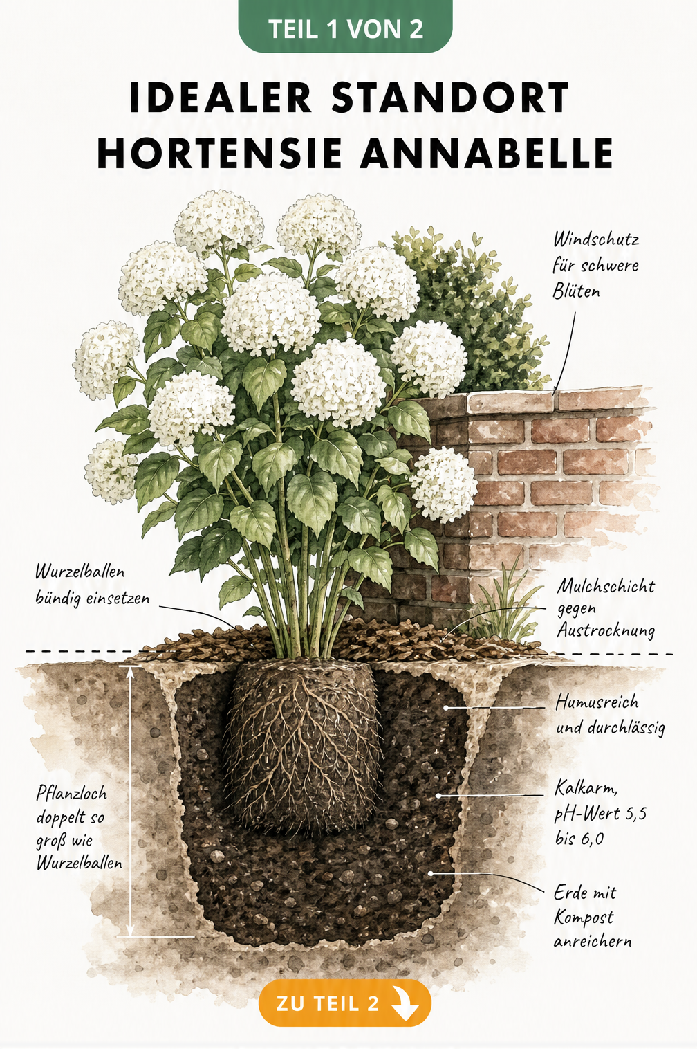 Querschnitt-Illustration einer Hortensie Annabelle mit Windschutz, Mulchschicht und Pflanzloch-Details