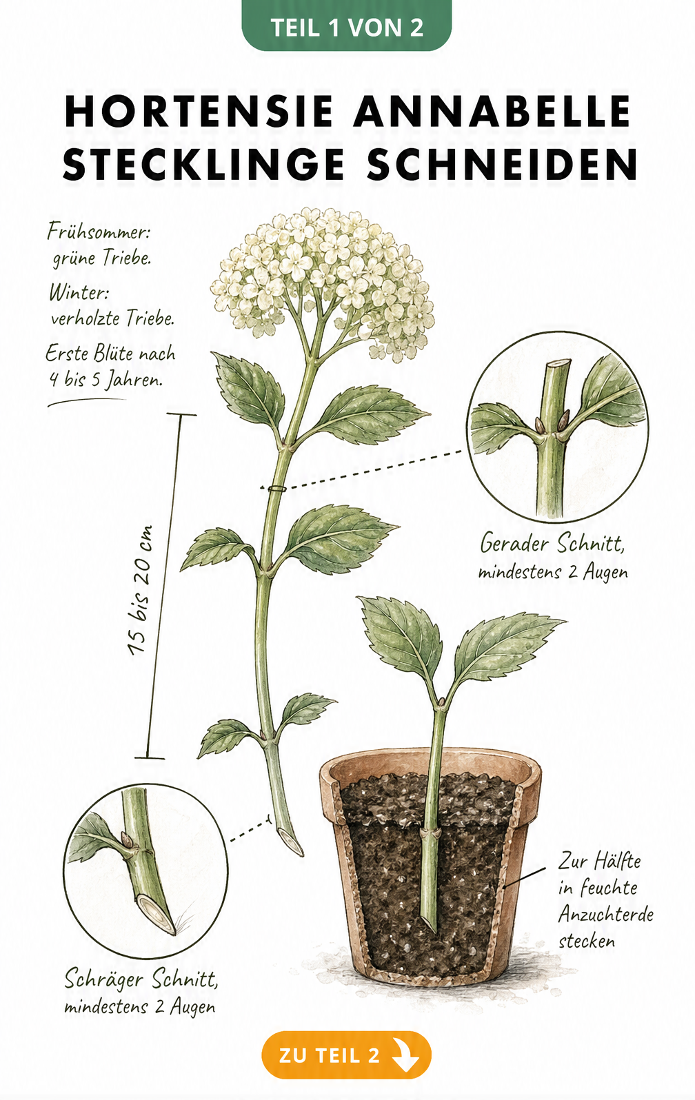 Botanische Illustration eines Hortensientriebs mit Maßlinien und Detailansichten für den geraden und schrägen Schnitt zur Stecklingsvermehrung.