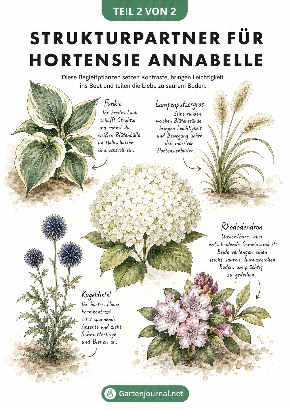 Botanische Zeichnung der Hortensie Annabelle mit Funkie, Lampenputzergras, Kugeldistel und Rhododendron