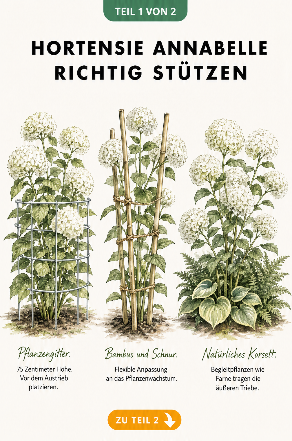 Botanische Illustration von drei Annabelle-Hortensien mit verschiedenen Stützmethoden: Pflanzengitter, Bambusstäbe und natürliches Stützkorsett.