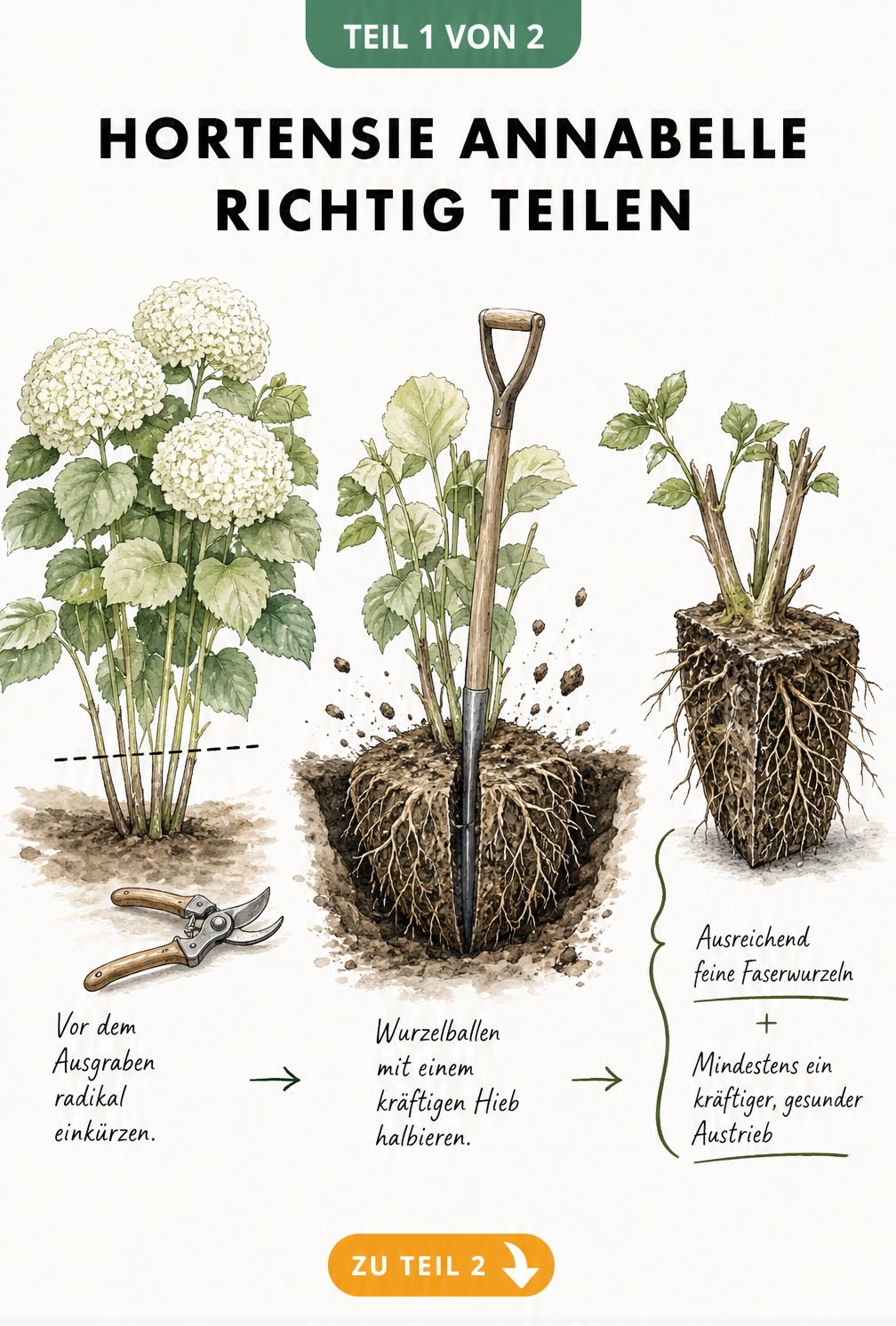 Botanische Illustration: Hortensie Annabelle wird vor dem Ausgraben auf 10 bis 15 cm eingekürzt und der Wurzelballen mit einem Spaten halbiert.