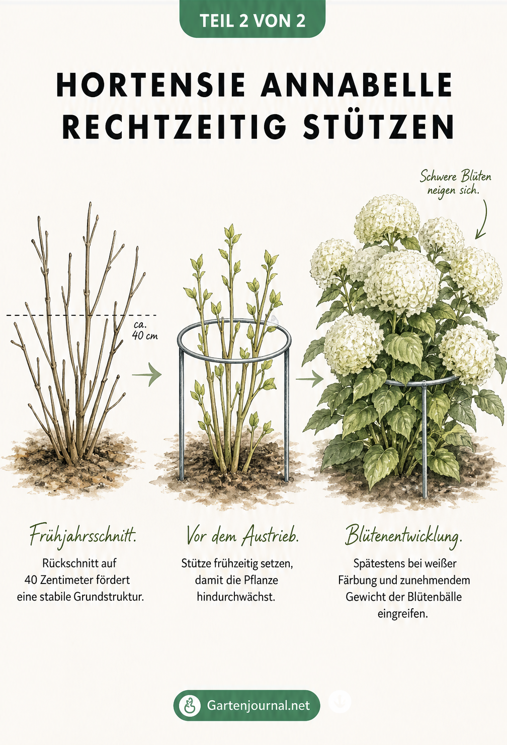 Zeichnung der Wachstumsstadien einer Hortensie Annabelle: vom Frühjahrsschnitt über das Setzen der Stütze vor dem Austrieb bis zur vollen Blüte.