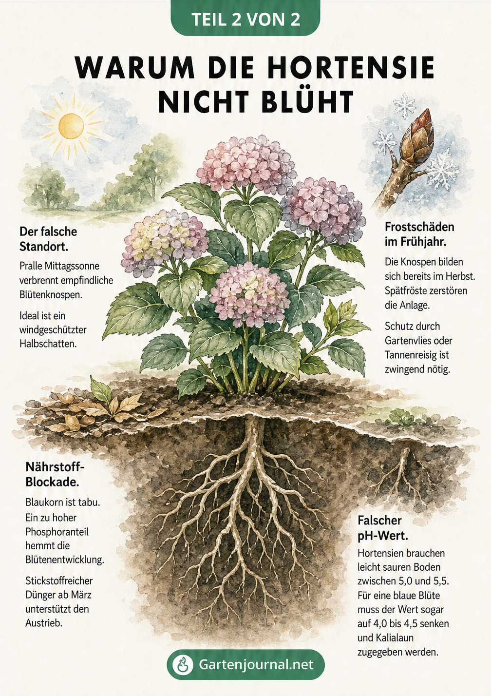 Illustration der häufigsten Ursachen für fehlende Hortensienblüten wie falscher Standort, Frostschäden und Nährstoffmangel