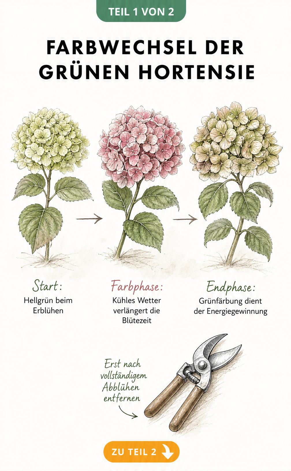 Botanische Illustration des Farbwechsels einer Hortensie von hellgrün über rosa zurück zu grün