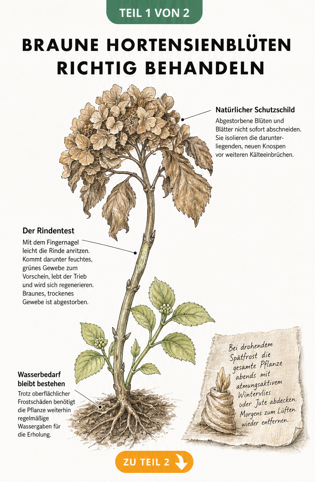 Botanische Illustration eines Hortensienzweigs mit braunen Blüten und Blättern nach Frostschaden, inklusive Rindentest und Schutzmaßnahmen