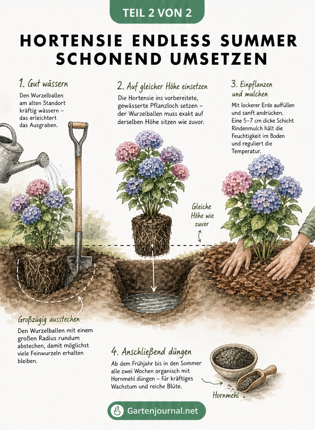 Illustration des Umpflanzens einer Hortensie Endless Summer: Wässern, Ausgraben, Einsetzen auf gleicher Höhe und Mulchen