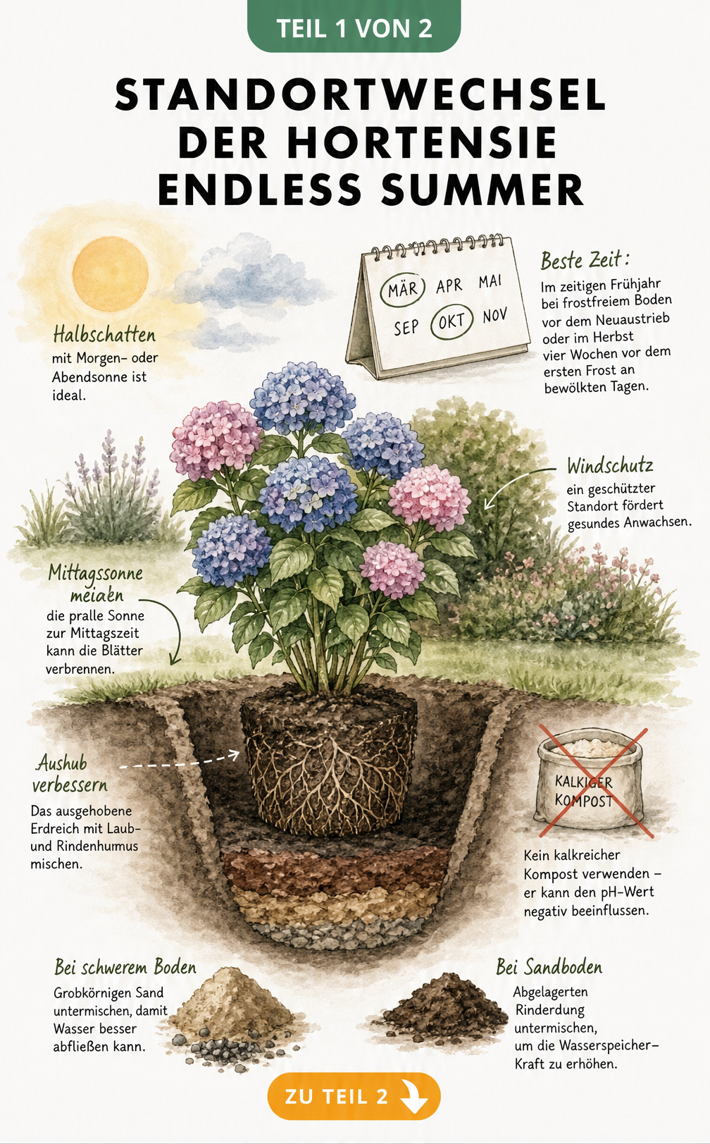 Illustration einer Hortensie Endless Summer im Querschnitt mit idealem Standort, Lichtverhältnissen und Bodenbeschaffenheit