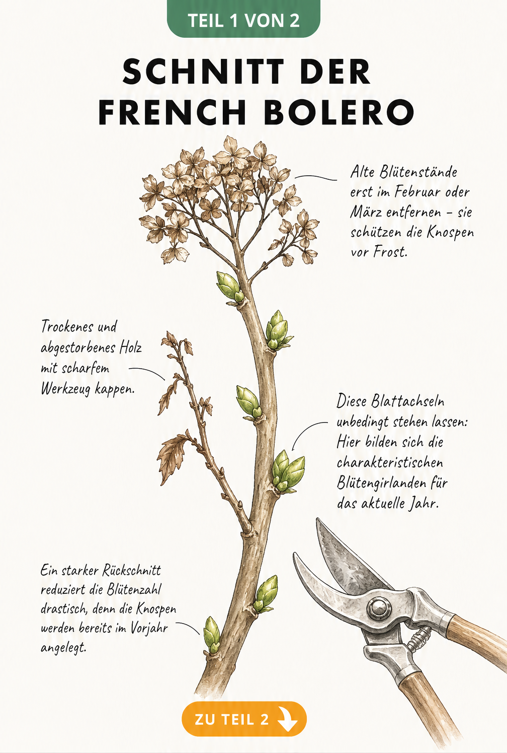 Botanische Illustration eines Zweiges der Hortensie French Bolero mit Gartenschere, die den richtigen Schnitt im späten Winter zeigt