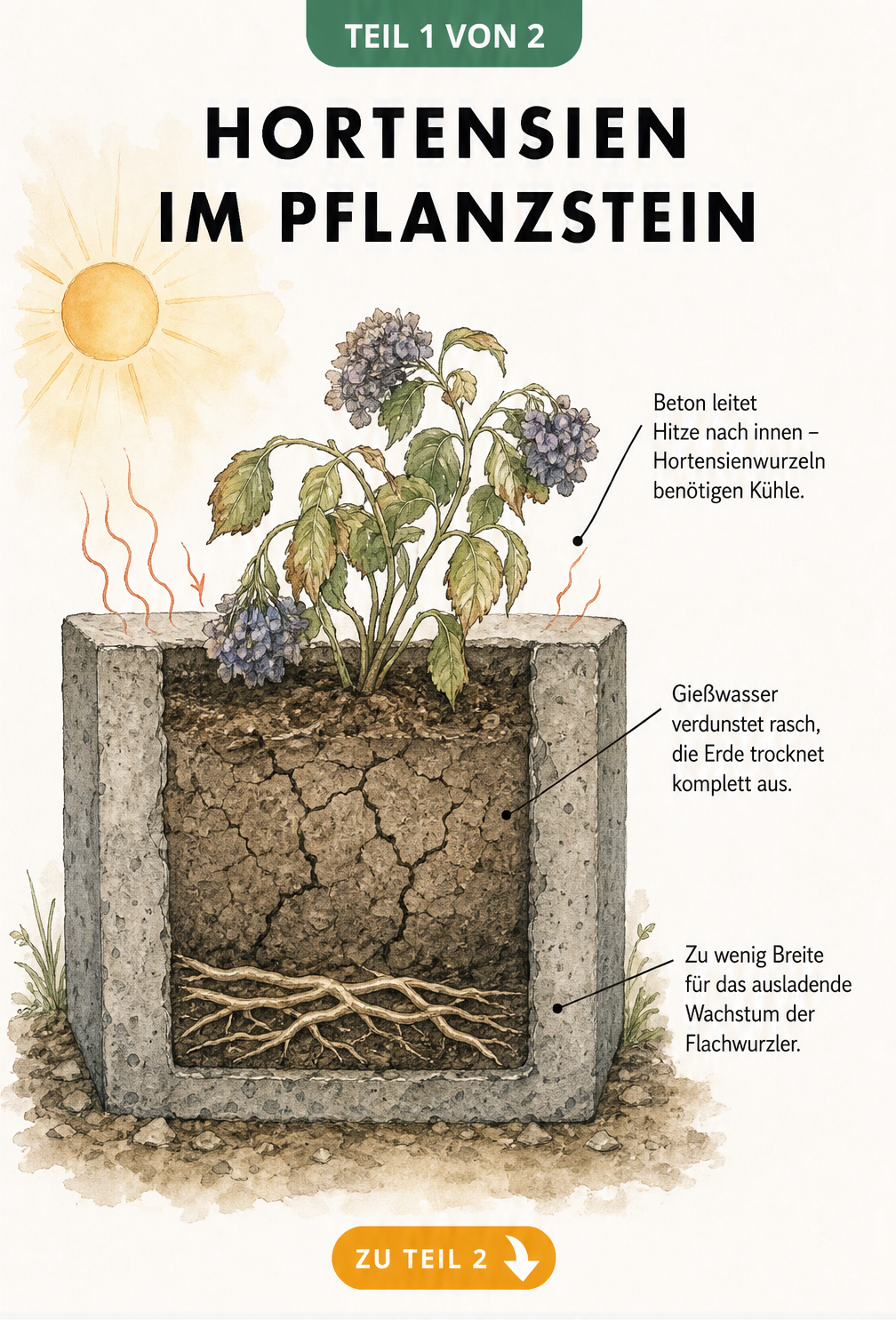 Querschnitt eines Pflanzsteins aus Beton mit einer gestressten Hortensie, die unter Hitze, Trockenheit und Platzmangel leidet
