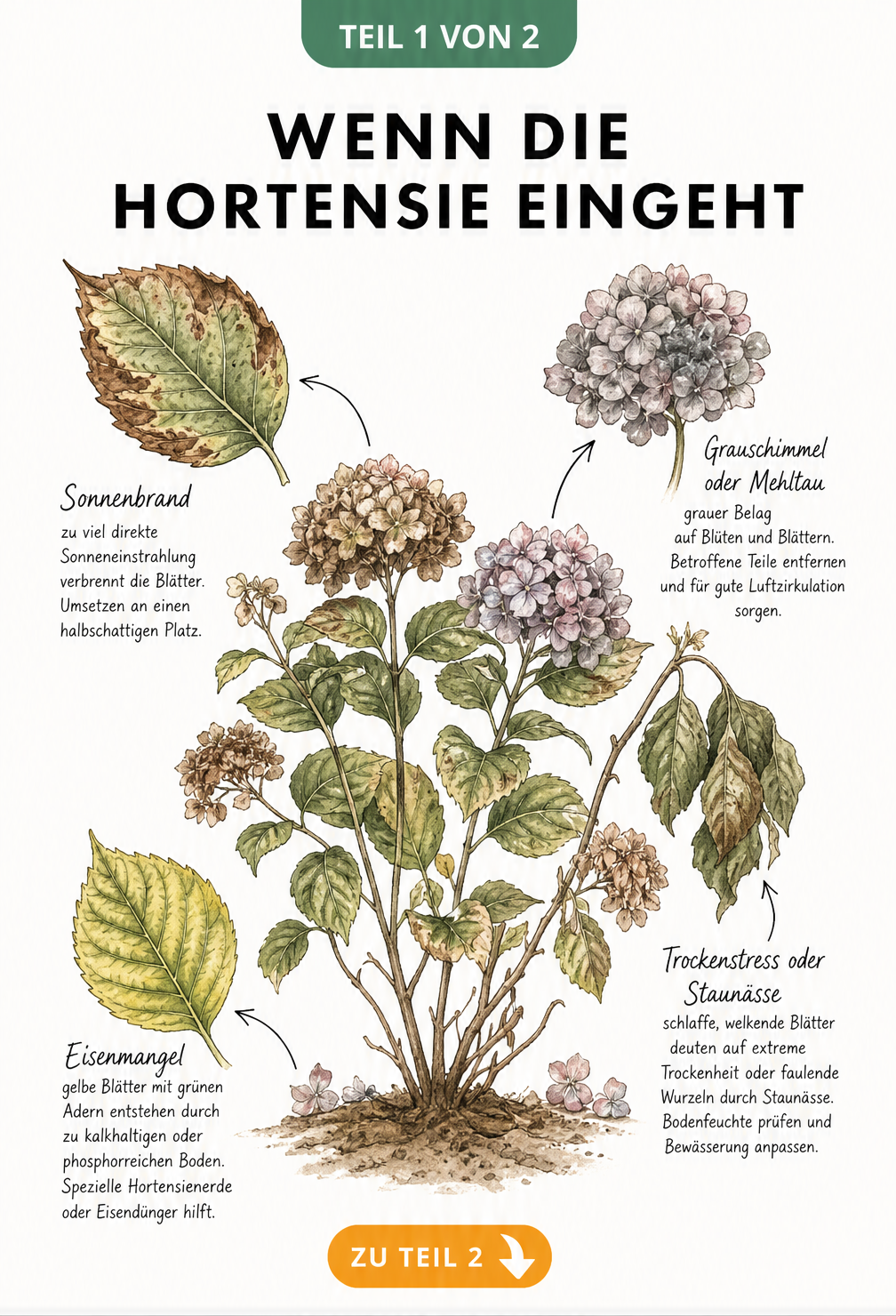 Botanische Illustration einer kranken Hortensie mit Schadbildern wie Sonnenbrand, Trockenstress, Eisenmangel und Grauschimmel