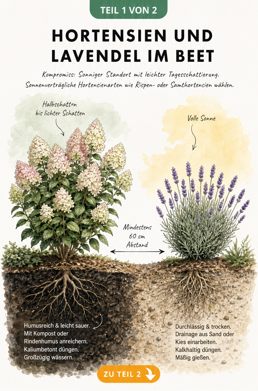 Querschnitt eines Gartenbeets mit Hortensie und Lavendel, der die unterschiedlichen Boden- und Lichtbedürfnisse zeigt.