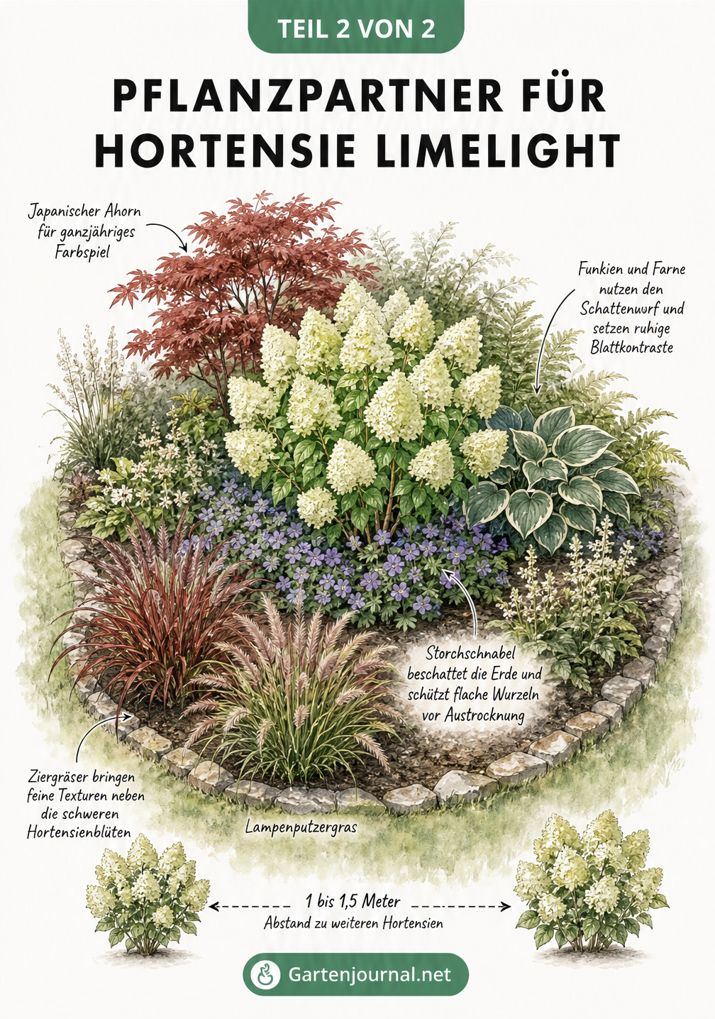 Isometrische Illustration eines Gartenbeets mit Hortensie Limelight, Storchschnabel, Funkien, Ziergräsern und Japanischem Ahorn