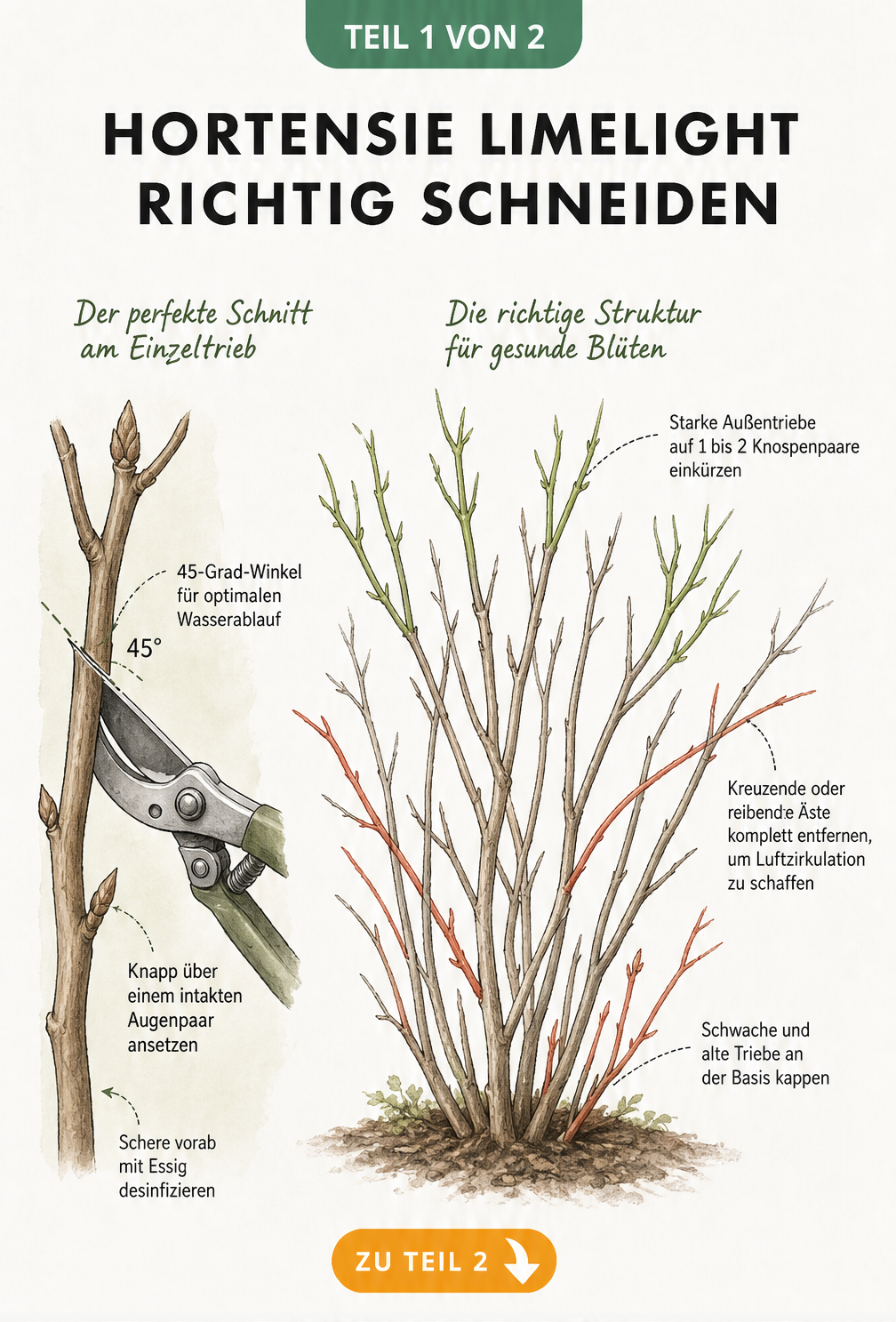 Botanische Illustration einer Limelight-Hortensie im Vorfrühling mit Anleitung zum richtigen Schnittwinkel und zur Triebauswahl