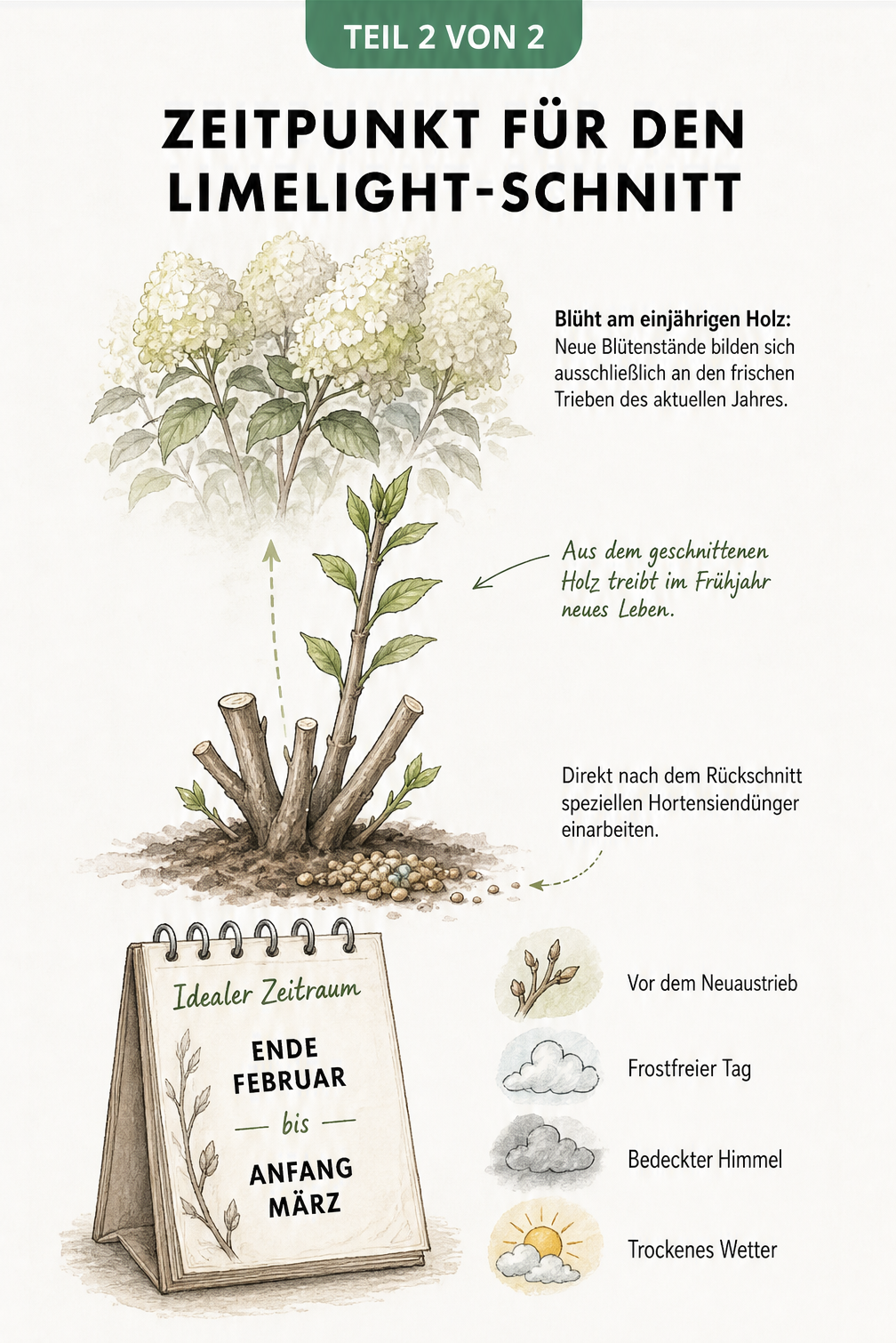 Illustrierter Kalender mit dem idealen Zeitraum Ende Februar bis Anfang März für den Rückschnitt der Limelight-Hortensie