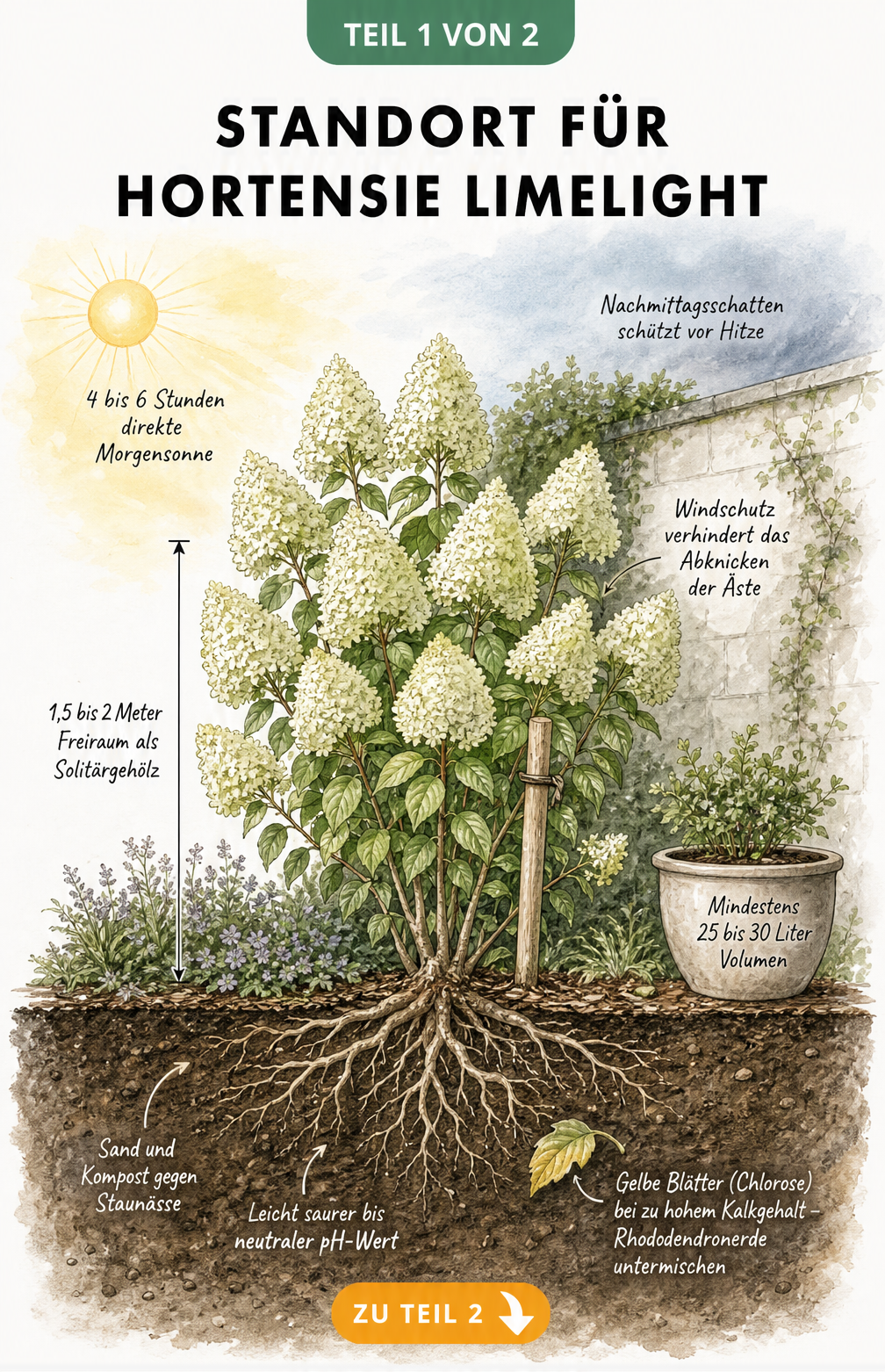 Botanische Illustration einer Rispenhortensie Limelight im Querschnitt mit Sonnenverlauf, Windschutz und Bodenbeschaffenheit