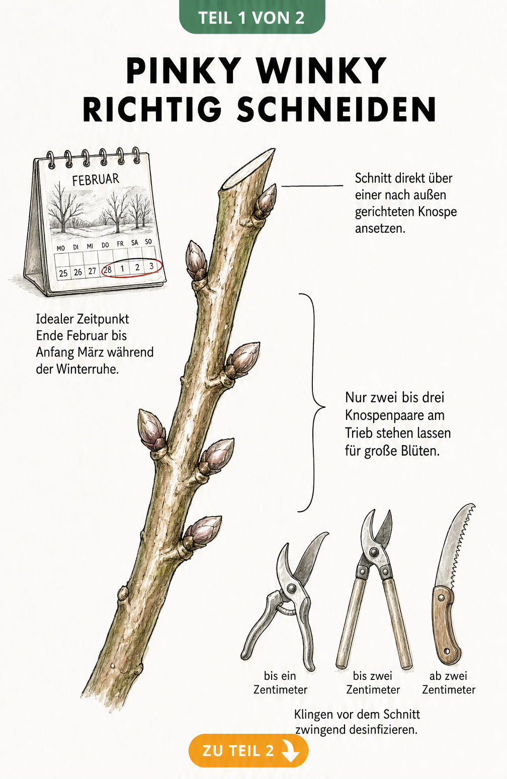 Botanische Illustration eines Hortensientriebs mit Schnittkante, Knospenpaaren und Gartenwerkzeugen
