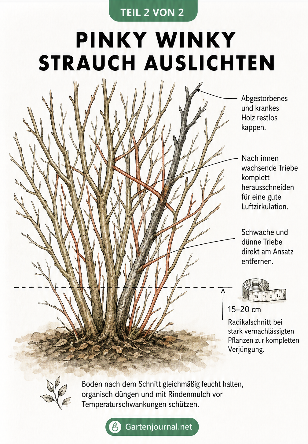 Illustration eines ungeschnittenen Hortensienstrauchs im Winter mit markierten Ästen zum Auslichten