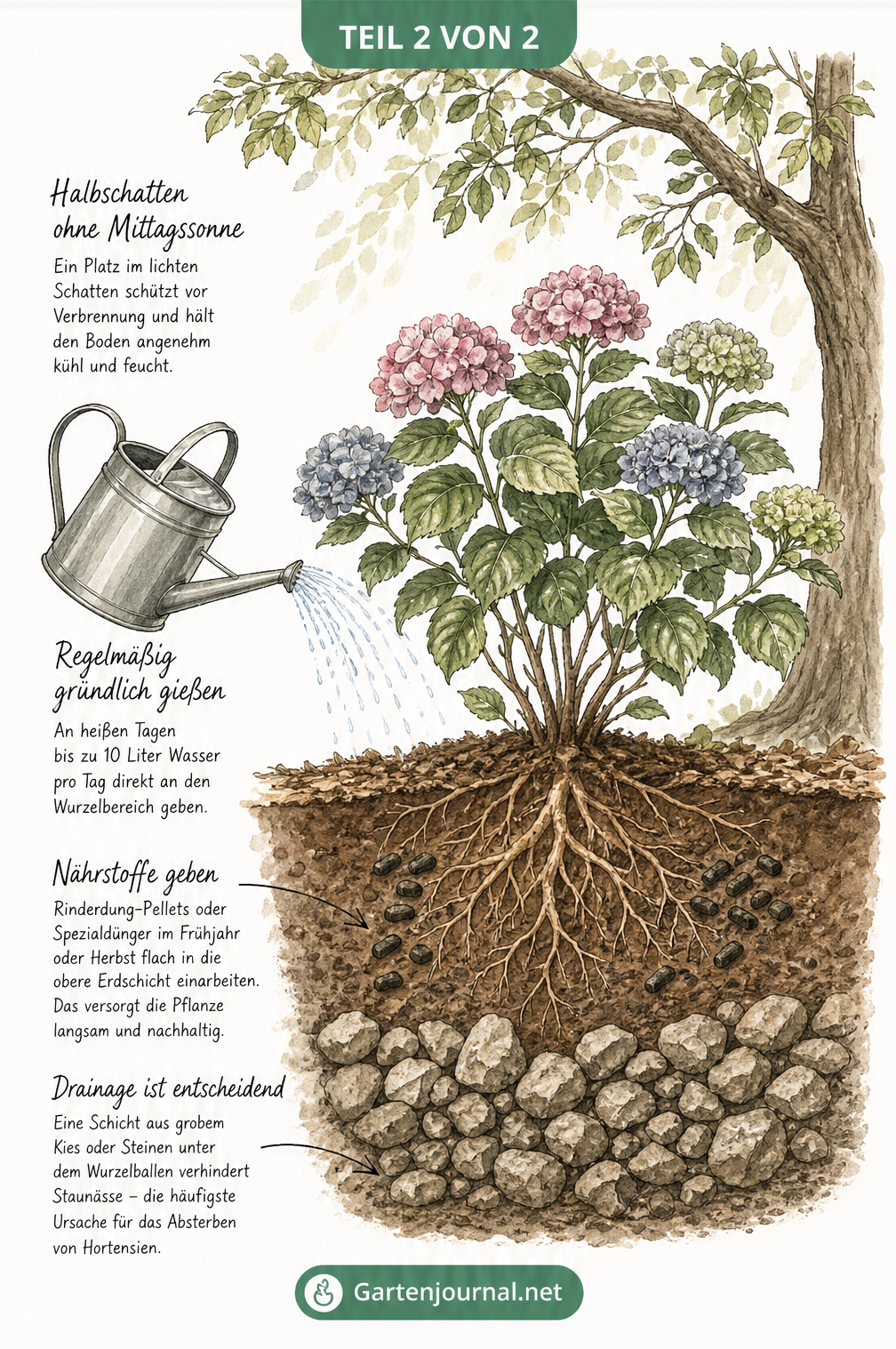 Querschnitt-Zeichnung einer Hortensie im Boden mit Pflegemaßnahmen wie Halbschatten, Bewässerung, Drainage und Düngung