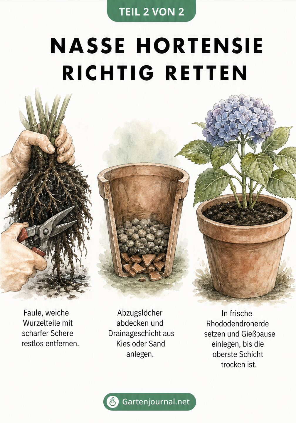 Illustration zur Rettung einer nassen Hortensie: faule Wurzeln abschneiden, Drainage anlegen und in frische Erde pflanzen