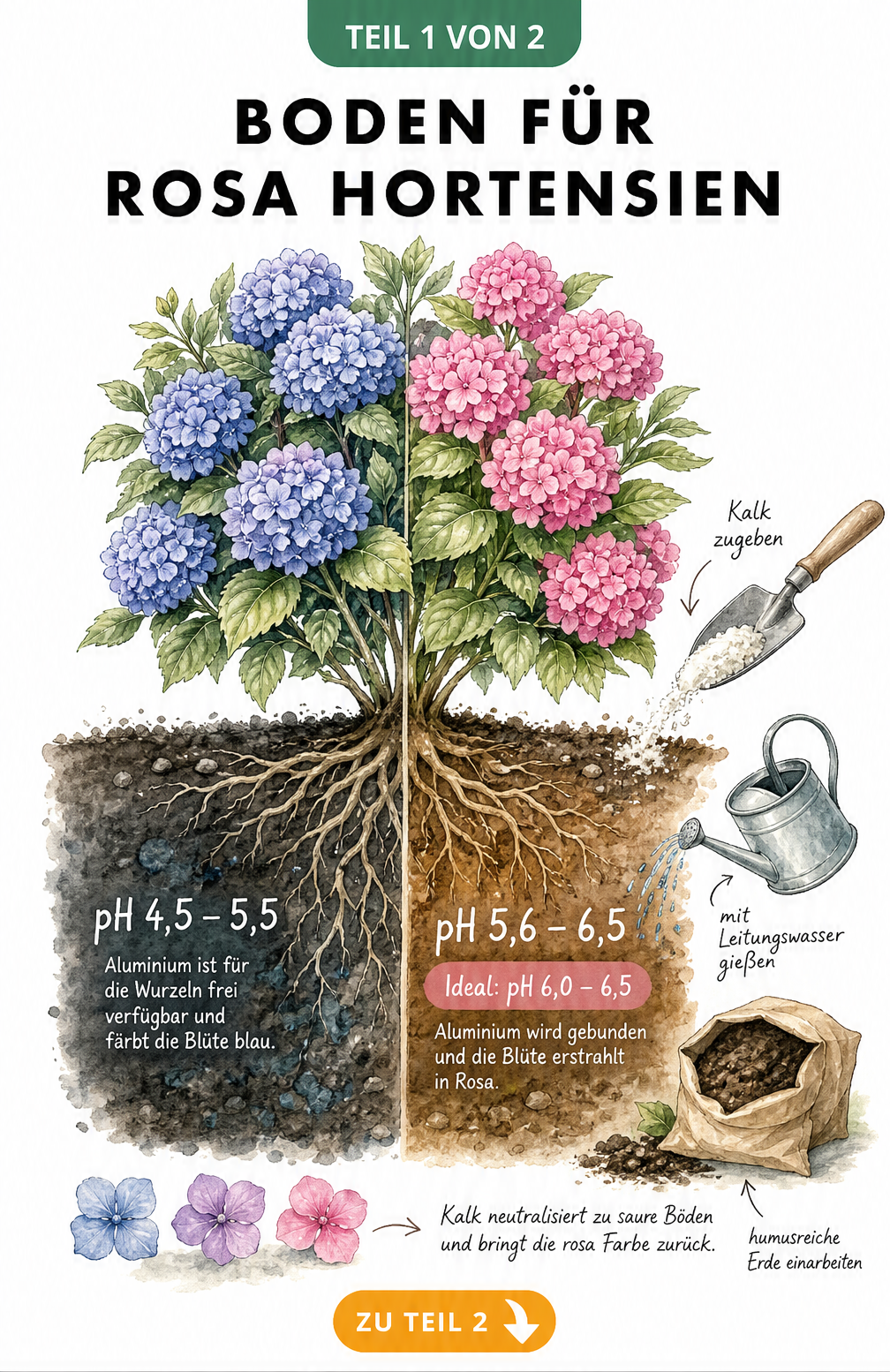 Illustration eines Hortensienstrauchs, der links blau und rechts rosa blüht, mit Darstellung des Boden-pH-Wertes und Gartenwerkzeugen