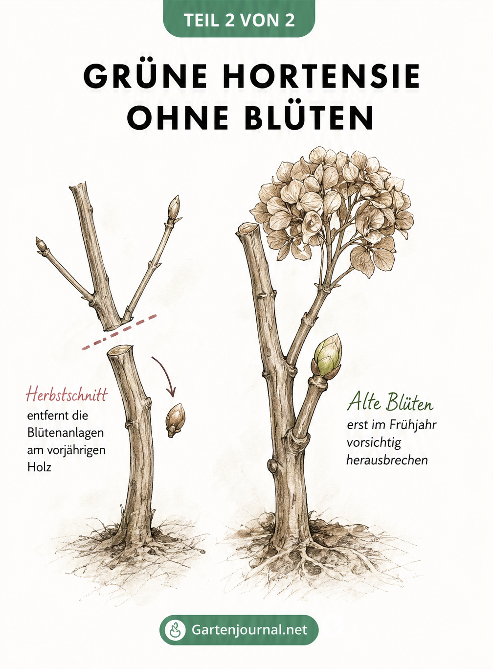Illustration eines Hortensienzweigs im Winter, die den falschen Herbstschnitt und den richtigen Umgang mit alten Blüten zeigt