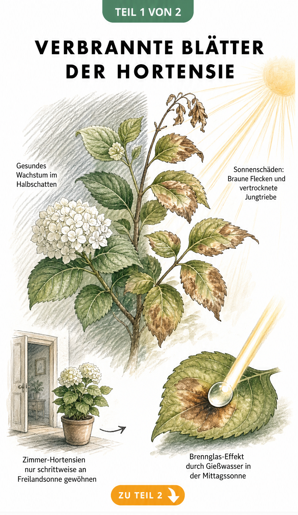 Botanische Illustration eines Hortensienzweigs, der links im Halbschatten gesund wächst und rechts in der Sonne braune Flecken und vertrocknete Jungtriebe...
