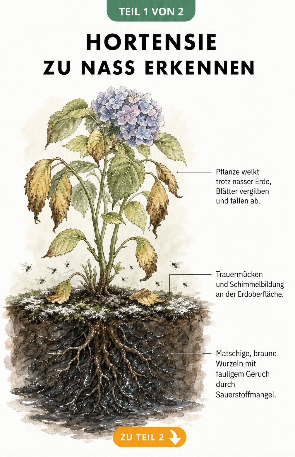 Botanische Illustration einer Hortensie mit welken Blättern und fauligen Wurzeln durch Staunässe