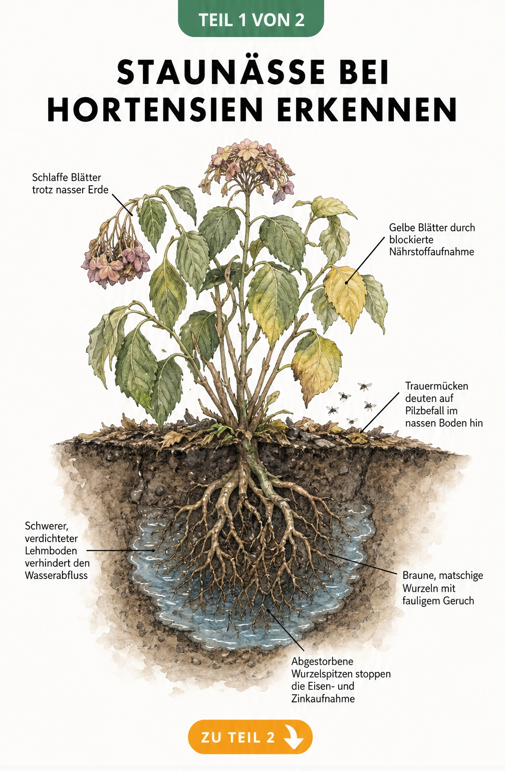 Botanische Illustration einer kränkelnden Hortensie im Querschnitt, die Symptome von Staunässe wie schlaffe, gelbe Blätter und faulige Wurzeln zeigt.