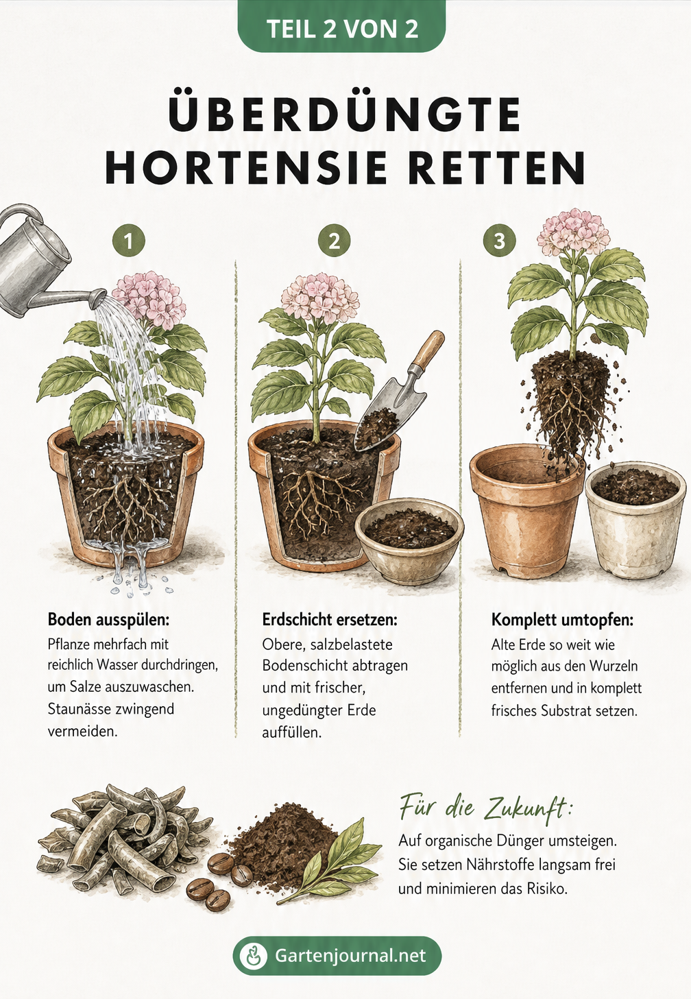 Drei Schritte zur Rettung einer überdüngten Hortensie: Boden ausspülen, Erdschicht ersetzen und komplett umtopfen