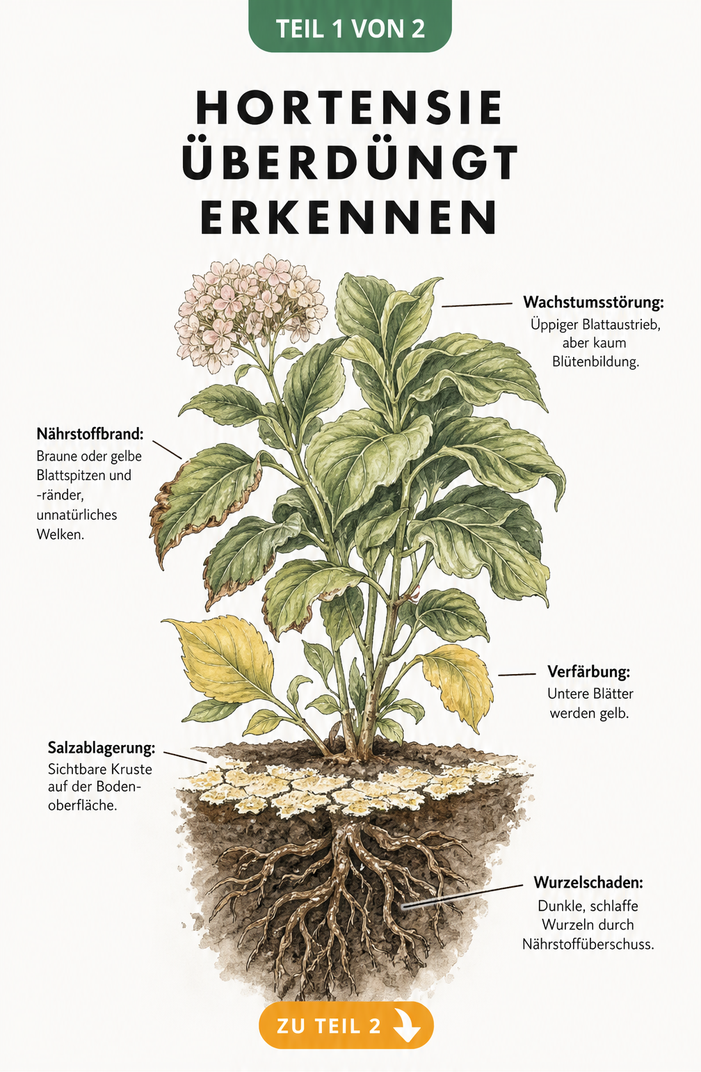Botanische Illustration einer überdüngten Hortensie mit braunen Blattspitzen, gelben Blättern, Salzablagerungen auf der Erde und schlaffen Wurzeln