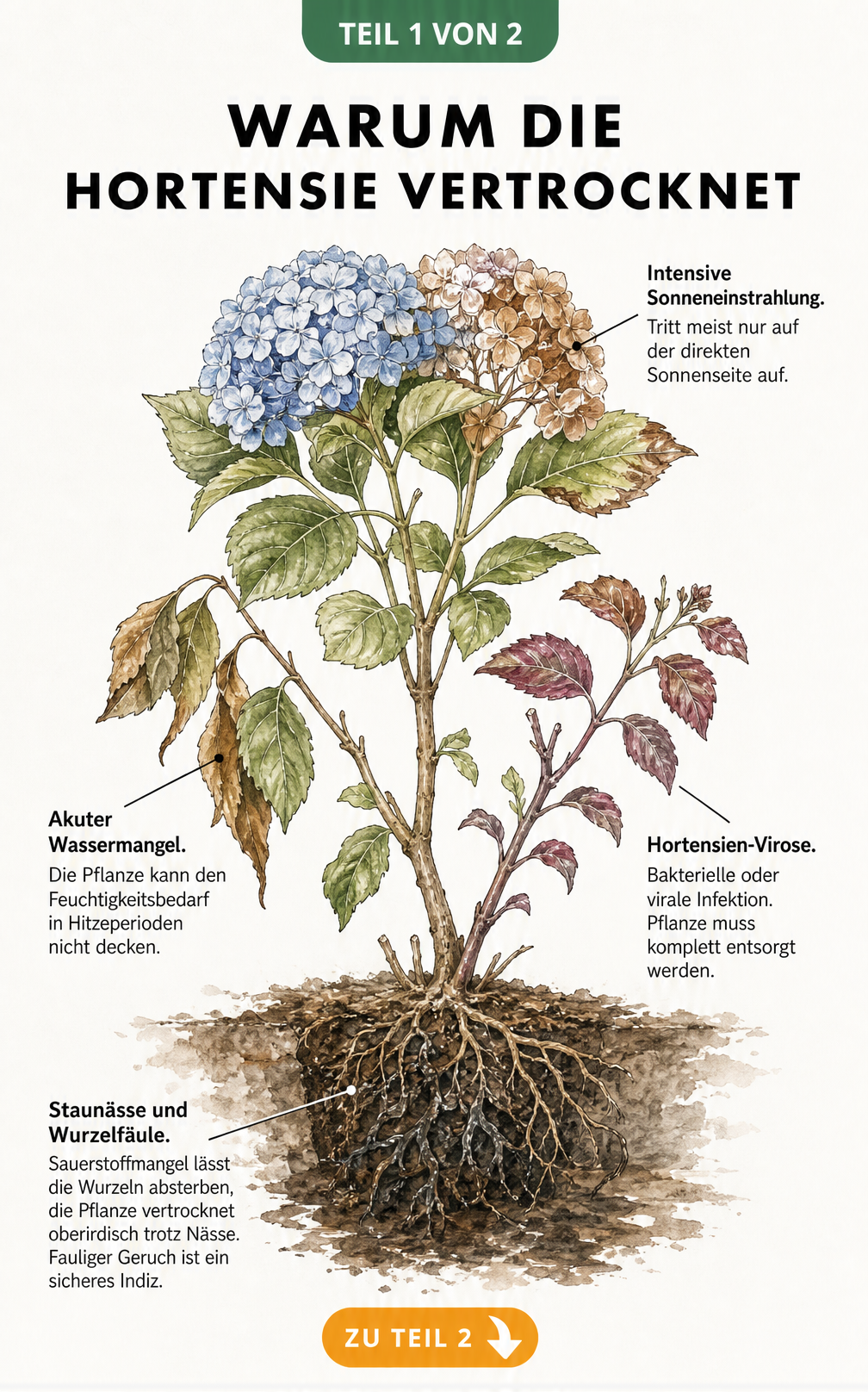Botanische Illustration einer Hortensie im Querschnitt mit Schadbildern wie braunen Flecken, schlaffem Laub und Wurzelfäule