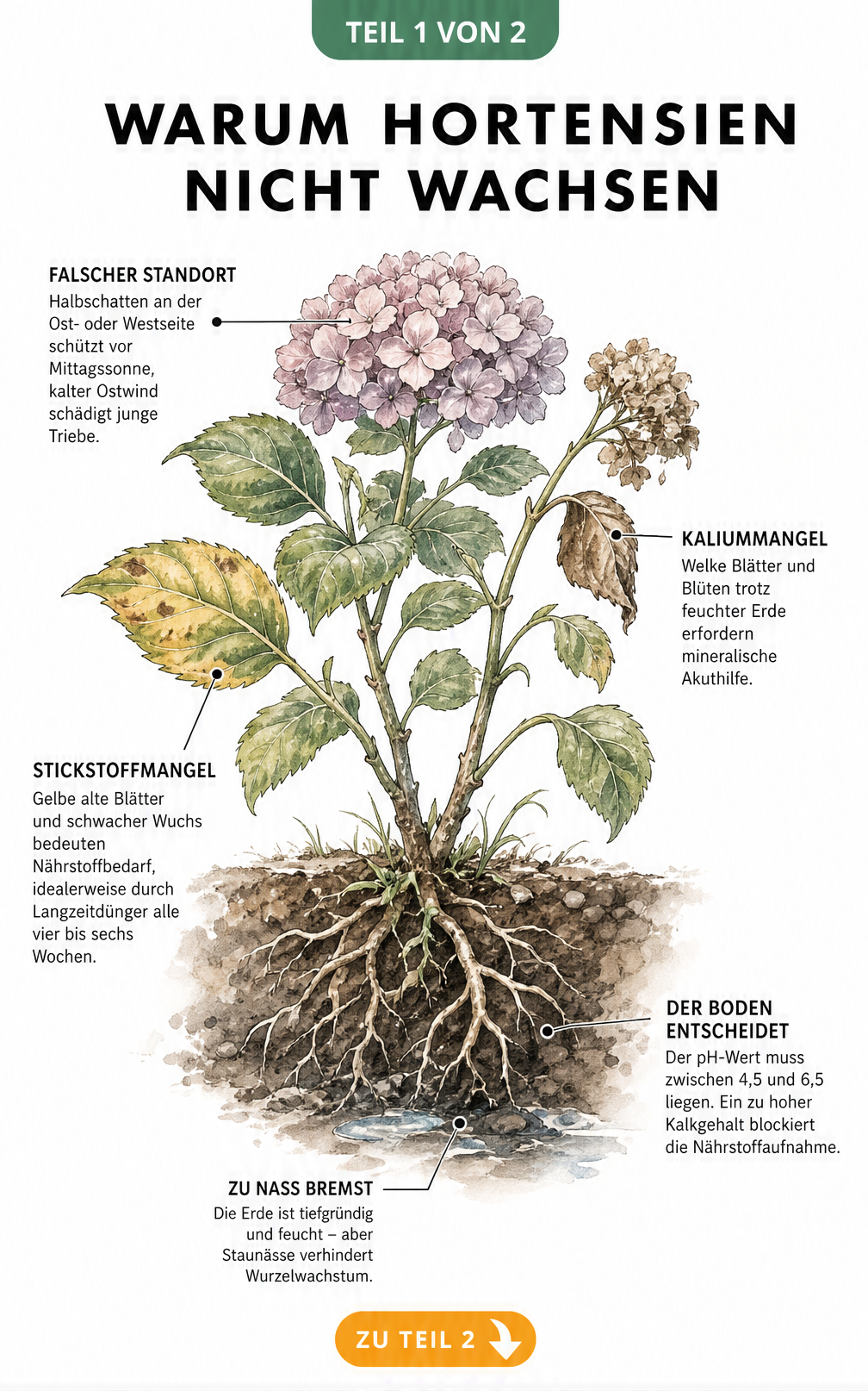 Botanische Illustration einer Hortensie im Querschnitt mit Wurzelballen, die Ursachen für Wachstumsstörungen wie Standort, Nährstoffmangel und...