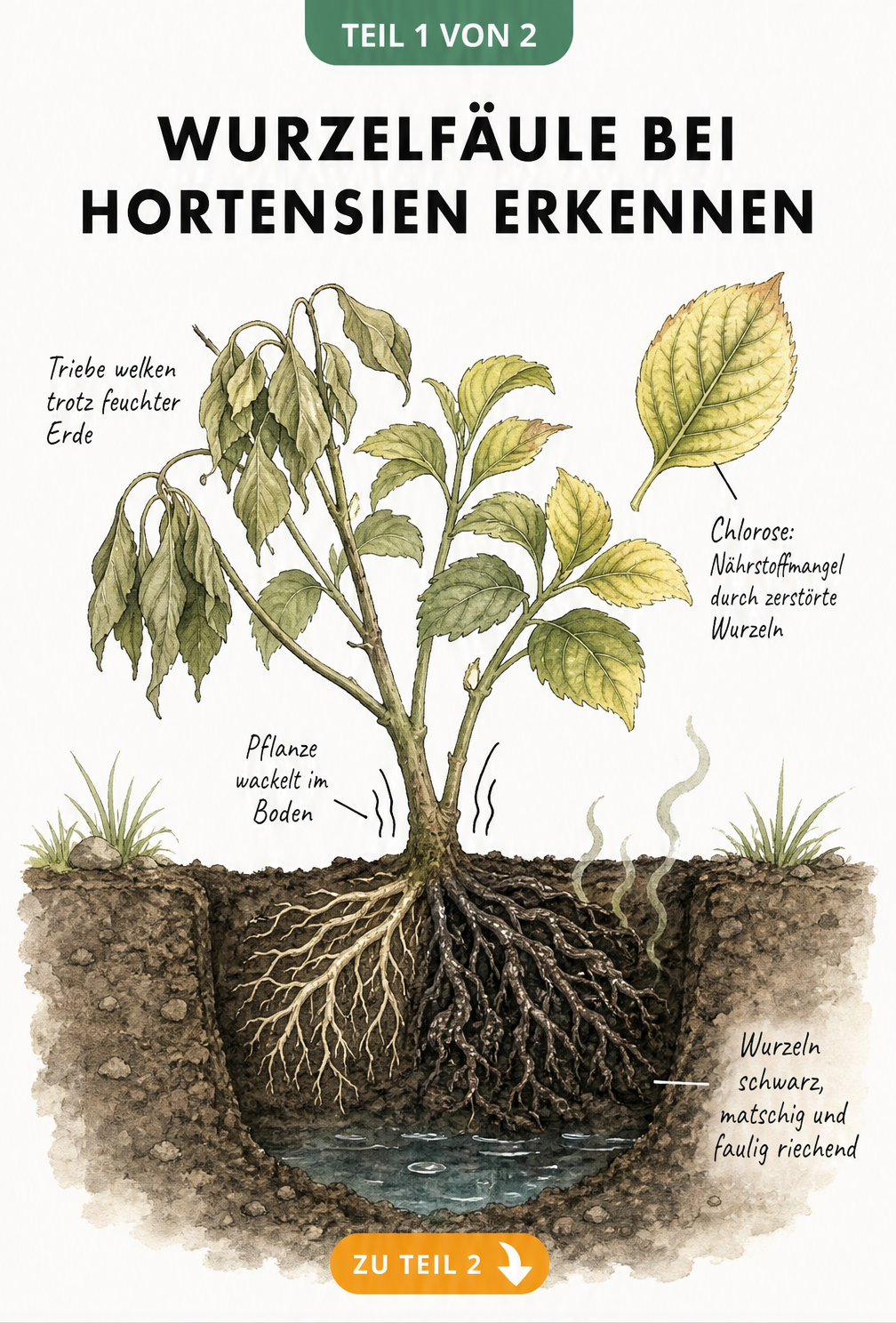 Botanische Illustration einer Hortensie mit Wurzelfäule, die welke Triebe, gelbe Blätter und schwarze, matschige Wurzeln im nassen Erdreich zeigt.