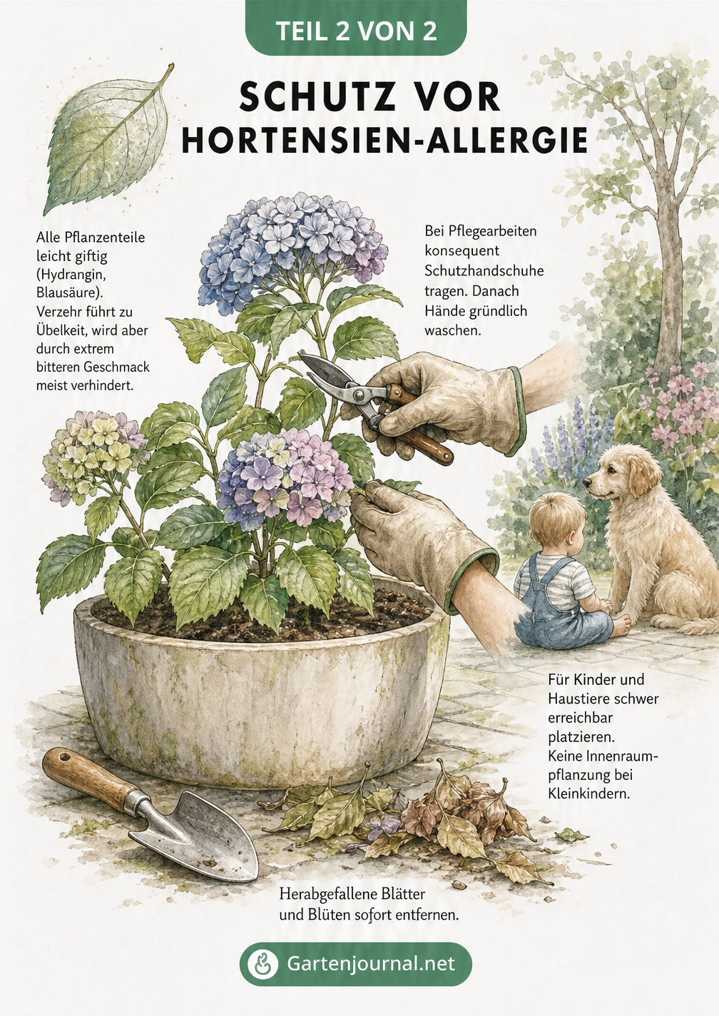 Illustration einer Gartenszene mit Hortensie im Kübel, die Schutzmaßnahmen wie Handschuhe und sichere Platzierung vor Kindern und Haustieren zeigt
