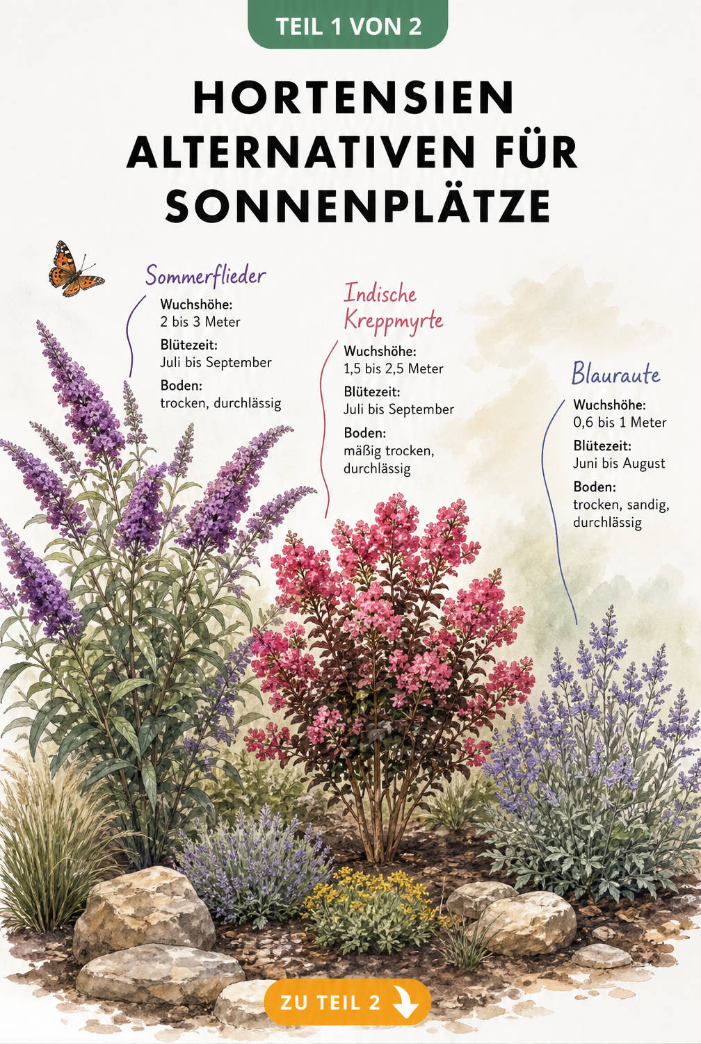 Illustration von drei sonnenliebenden Sträuchern: Sommerflieder, Indische Kreppmyrte und Blauraute mit Wuchshöhe und Blütezeit