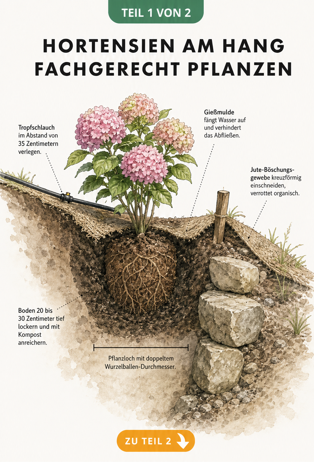 Querschnitt eines Hangs mit einer gepflanzten Hortensie, Gießmulde, Jute-Böschungsgewebe und Tropfschlauch