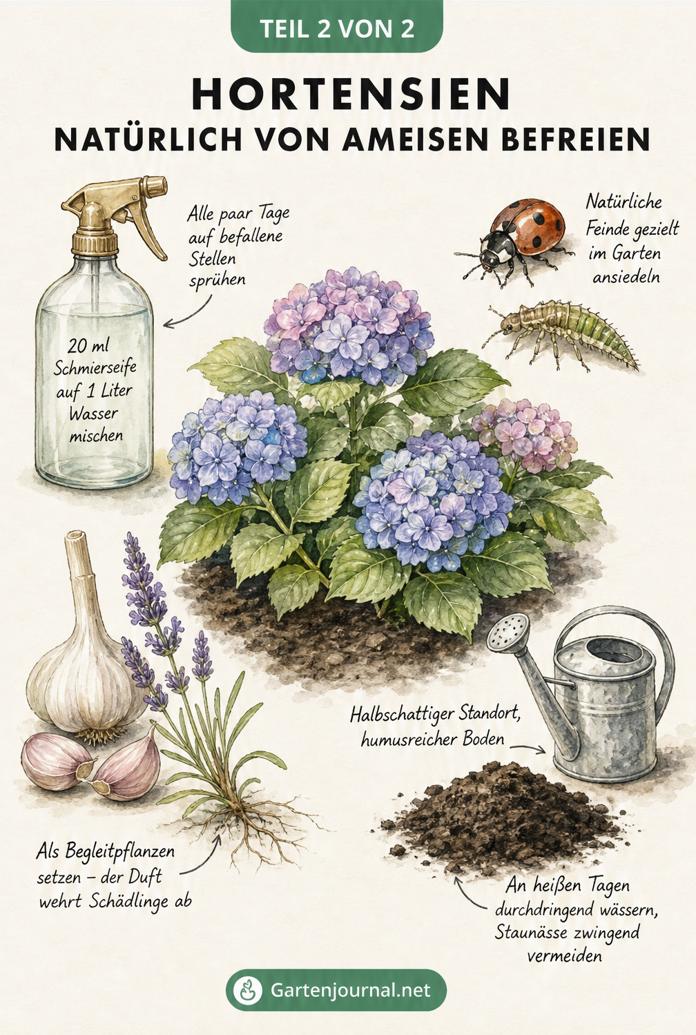 Illustration von natürlichen Mitteln gegen Ameisen an Hortensien: Schmierseife, Marienkäfer, Knoblauch, Lavendel und Gießkanne.