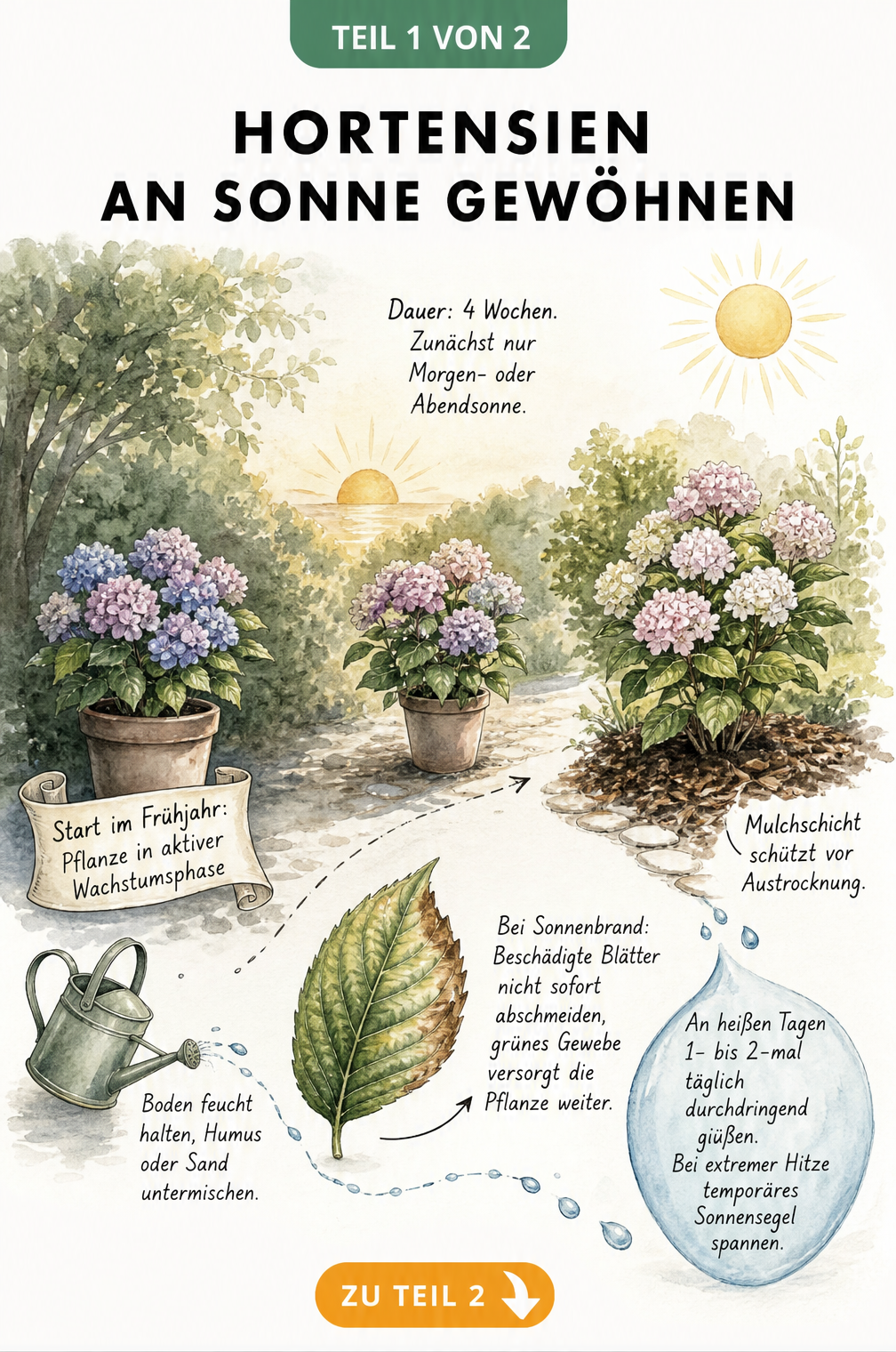 Querschnitt einer Gartenlandschaft, die zeigt, wie eine Hortensie im Kübel schrittweise vom Schatten in die Sonne umgestellt wird, inklusive Tipps zu Gießen...