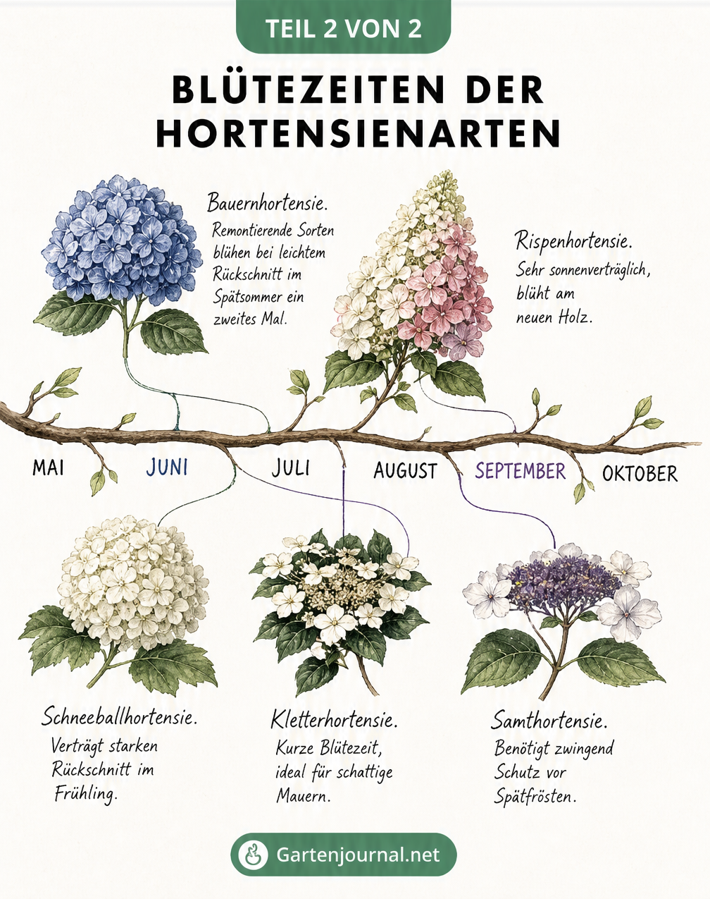 Zeitleiste von Mai bis Oktober mit Illustrationen und Blütezeiten von Bauernhortensie, Rispenhortensie, Schneeballhortensie, Kletterhortensie und Samthortensie