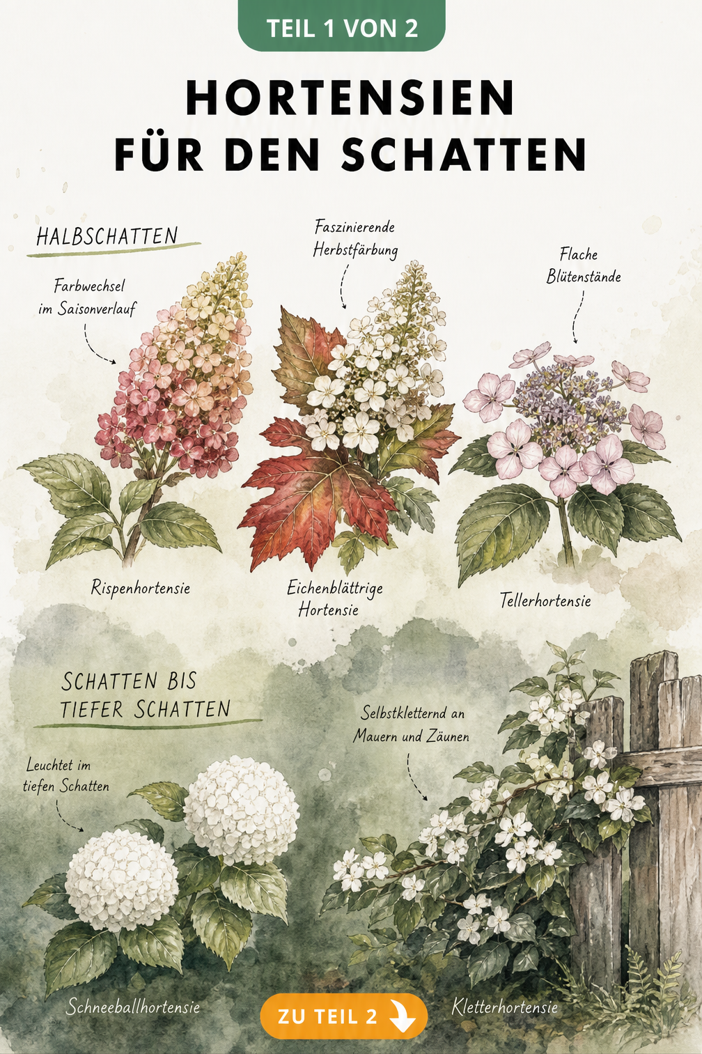 Botanische Aquarell-Illustration verschiedener Hortensienarten für Halbschatten und Vollschatten