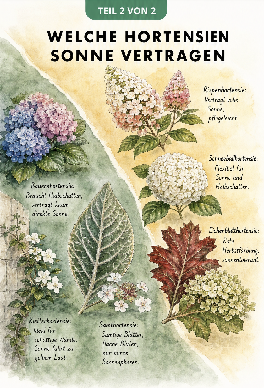 Botanische Illustration von sechs Hortensienarten, aufgeteilt in sonnenliebende Sorten wie Rispenhortensie und schattenliebende Sorten wie Bauernhortensie.