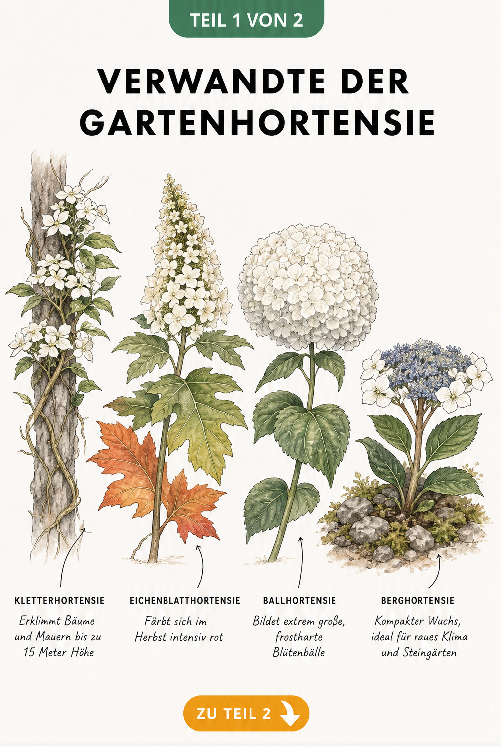 Botanische Illustration von vier Hortensienarten: Kletterhortensie, Eichenblatthortensie, Ballhortensie und Berghortensie mit ihren spezifischen Merkmalen.