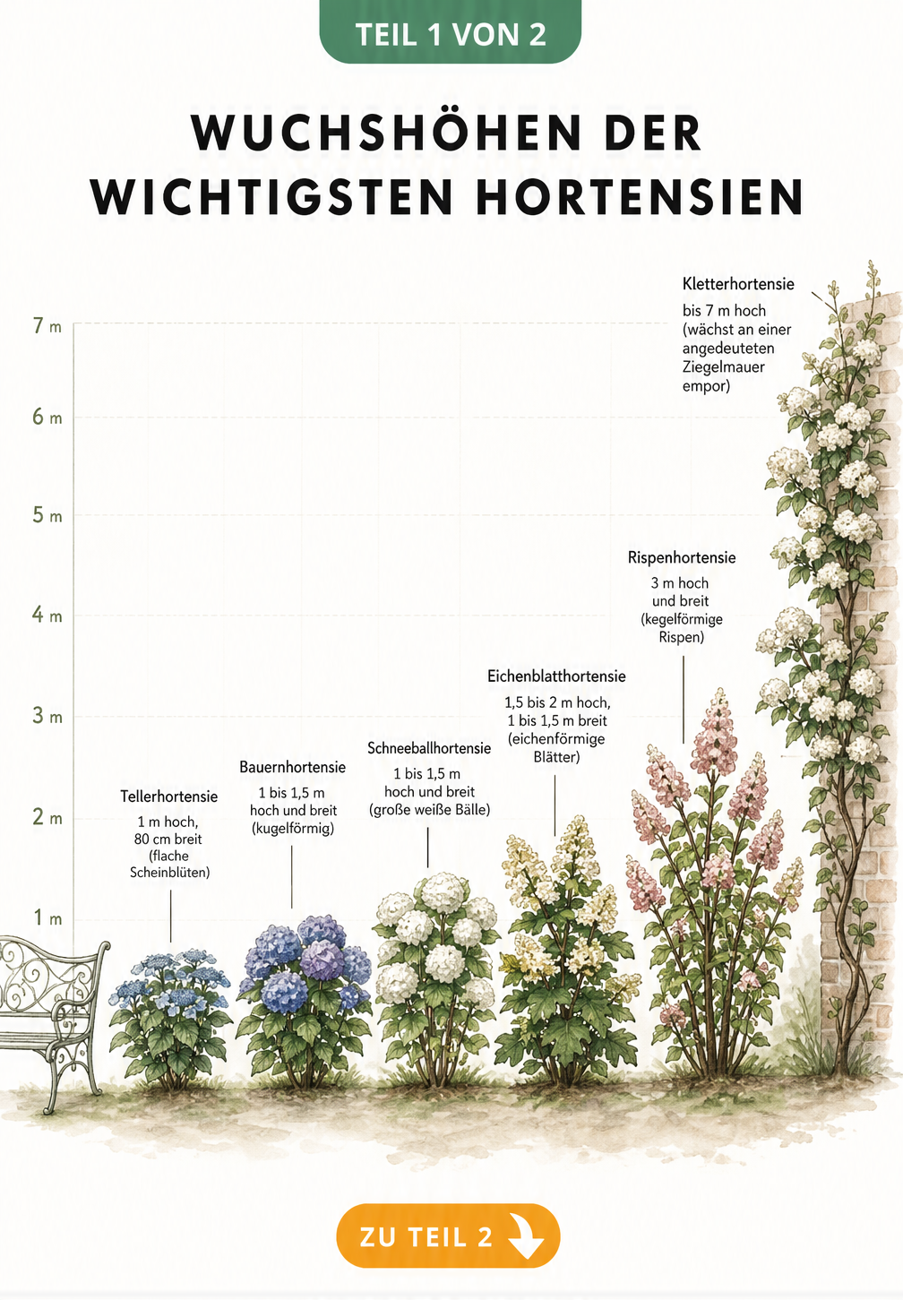 Illustration von sechs Hortensienarten mit ihren typischen Wuchshöhen und Breiten im Vergleich zu einer Gartenbank