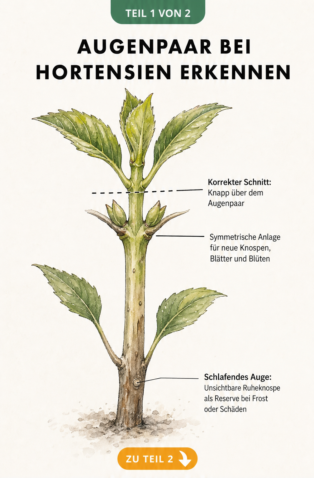 Botanische Illustration eines Hortensientriebs mit markiertem Augenpaar und korrekter Schnittkante